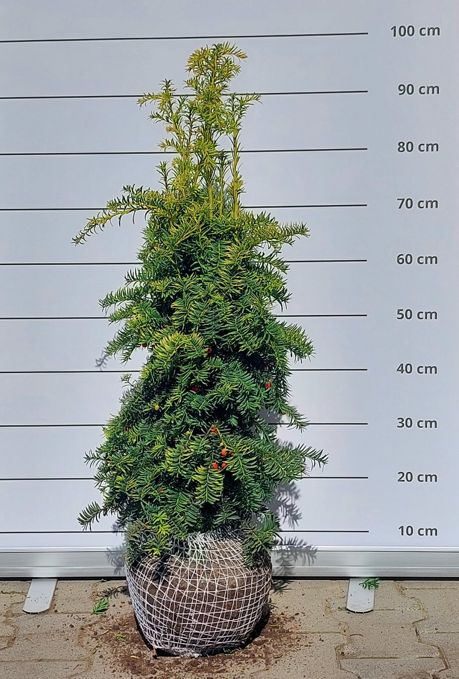 Taxus b. 'Dovastoniana' - 70-80 CM RB